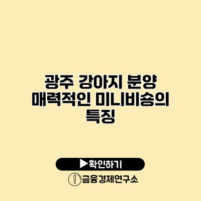 광주 강아지 분양 매력적인 미니비숑의 특징